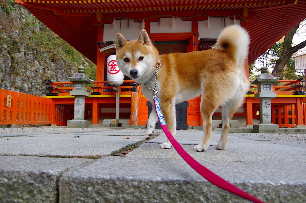 关键先生!保罗绝杀带来终极战役,保罗出战