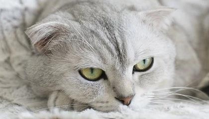 开云中国-中国男子篮球联赛赛场上演惊天逆转，中国男子篮球比赛