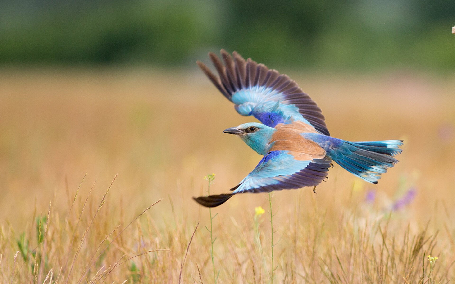 Kaiyun(中国)开云-全国青少年“篮球+环保”公益赛在长春顺利举行，倡导绿色发展，青少年篮球大赛